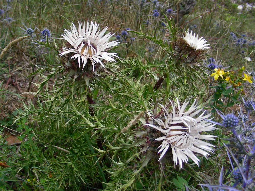 Carlina acaulis subsp. caulescens / Carlina Bianca